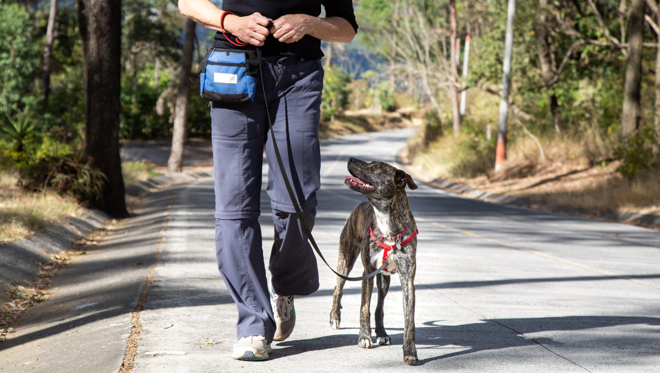 Linda walking a dog on a loose leash.